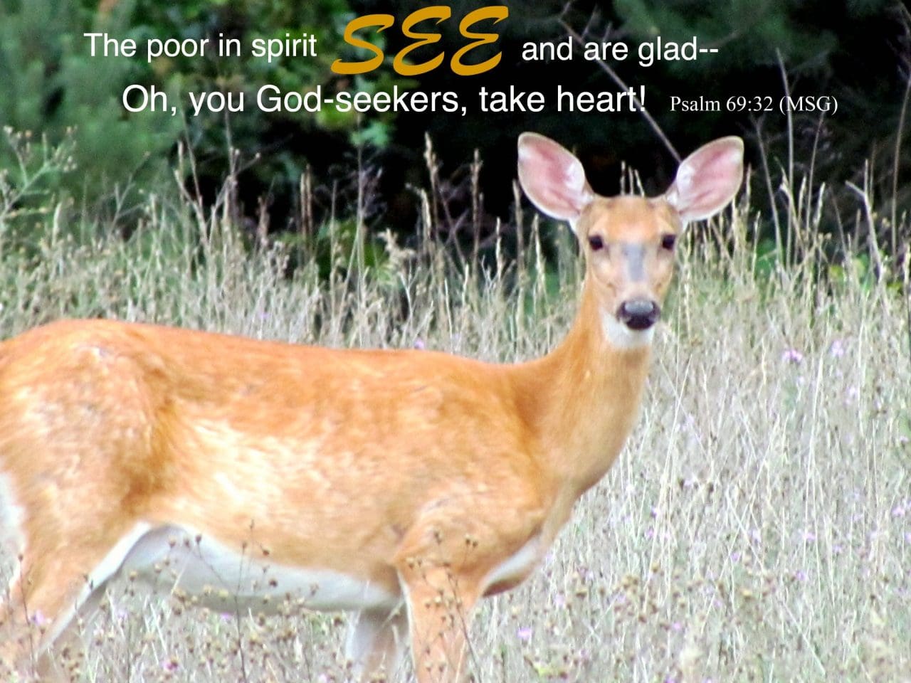 when we see the deer