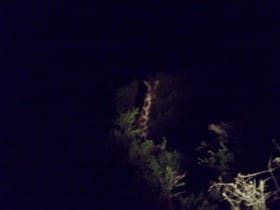 giraffe-at-night
